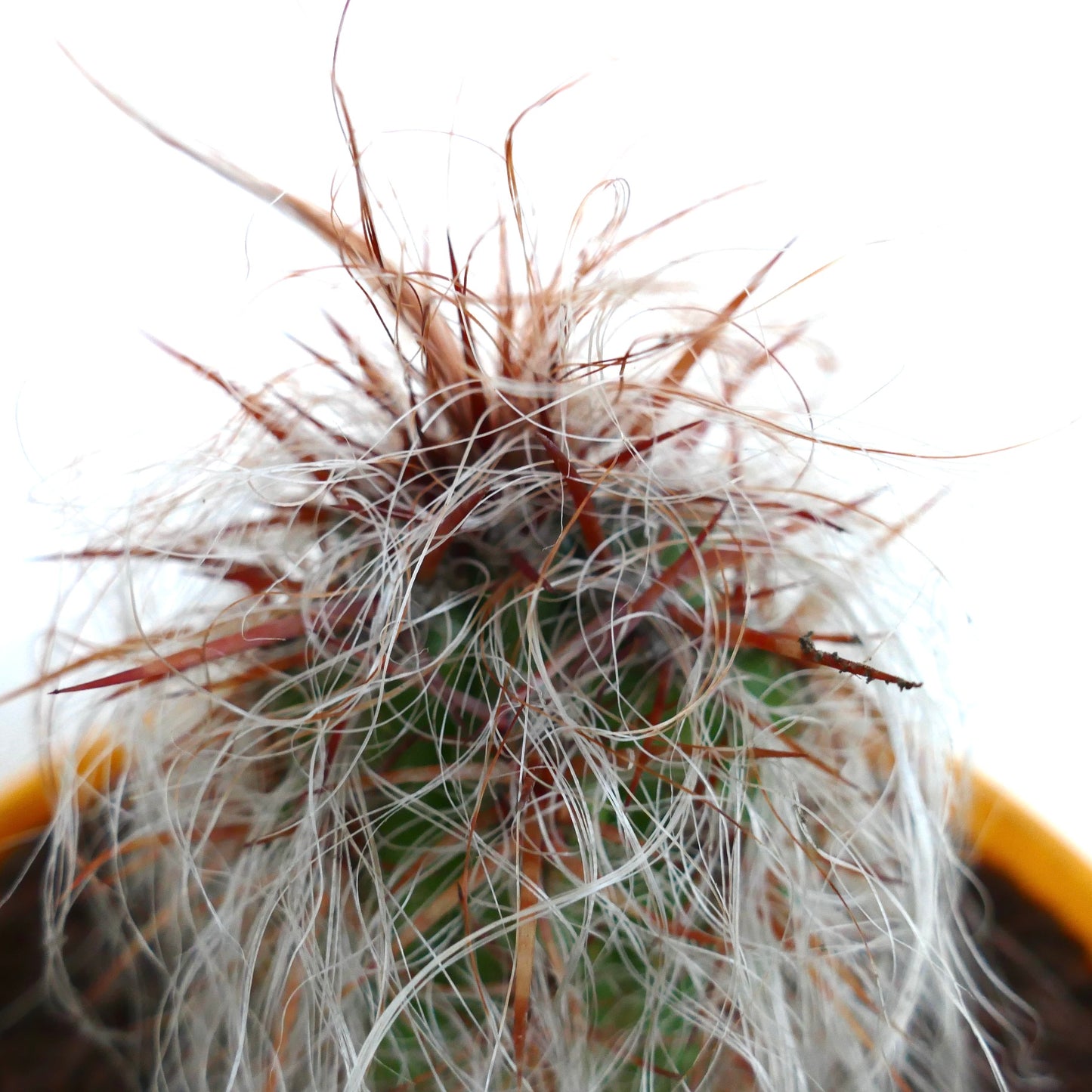 Oreocereus celsianus succulent cactus with dense white hair and strong red spines close-up