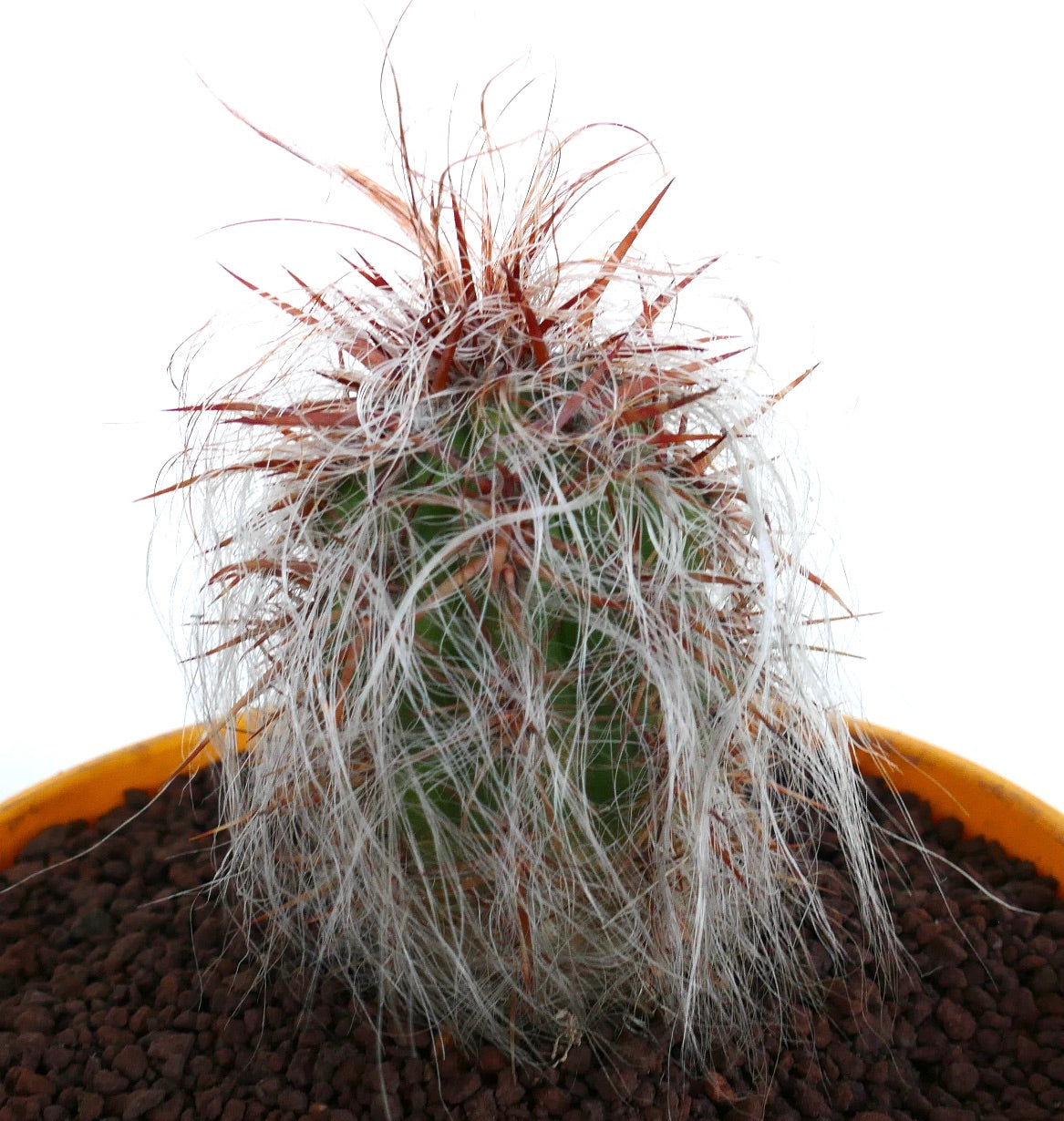 Oreocereus celsianus succulent cactus with dense white hairs and strong red spines in pot