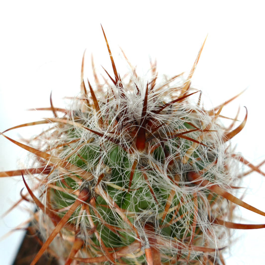 Oreocereus celsianus STRONG SPINES