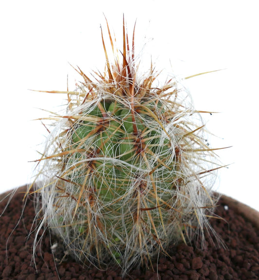 Oreocereus celsianus cactus with dense white wool and strong reddish-brown spines growing in soil