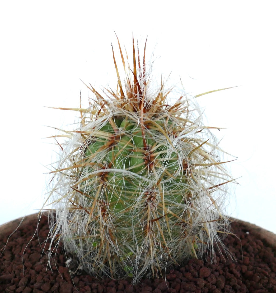 Oreocereus celsianus succulent cactus with dense white hairs and strong brown spines in pot