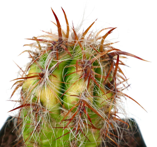 Oreocereus celsianus STRONG SPINES & VARIEGATED