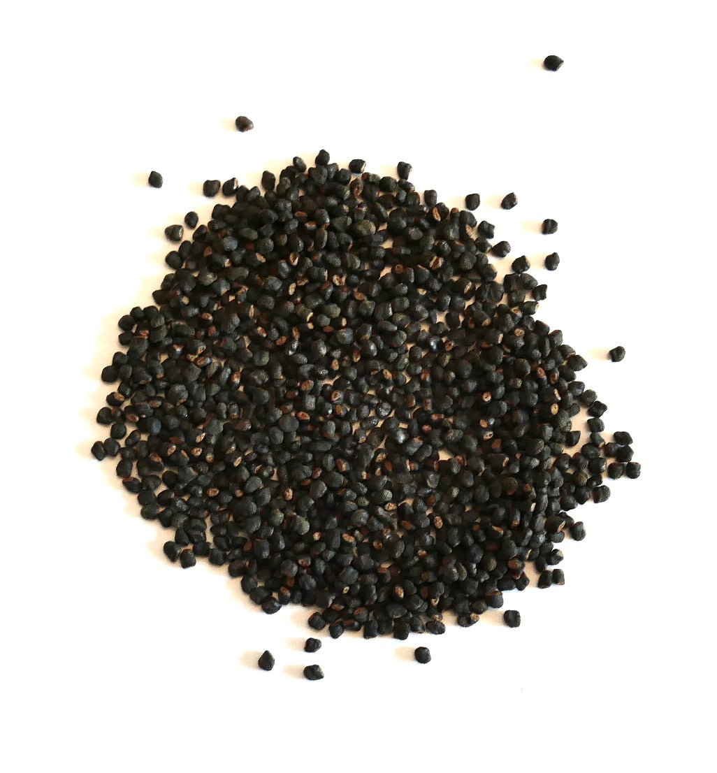 오레오케레우스 셀시아누스 얼룩덜룩한 씨앗