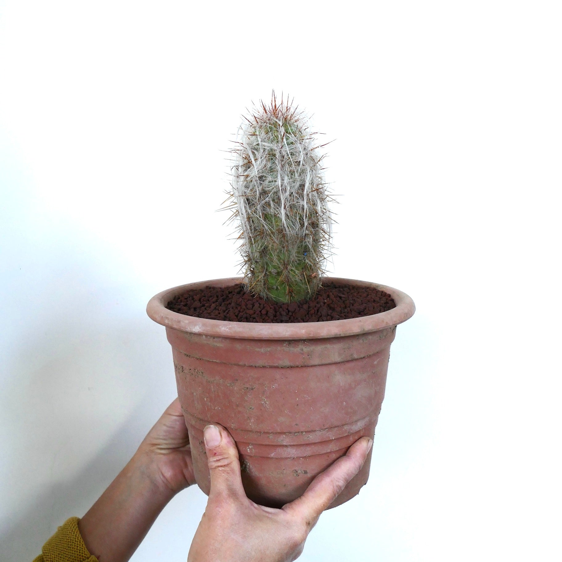 Oreocereus celsianus succulent cactus with dense white wool and long brown spines in terracotta pot