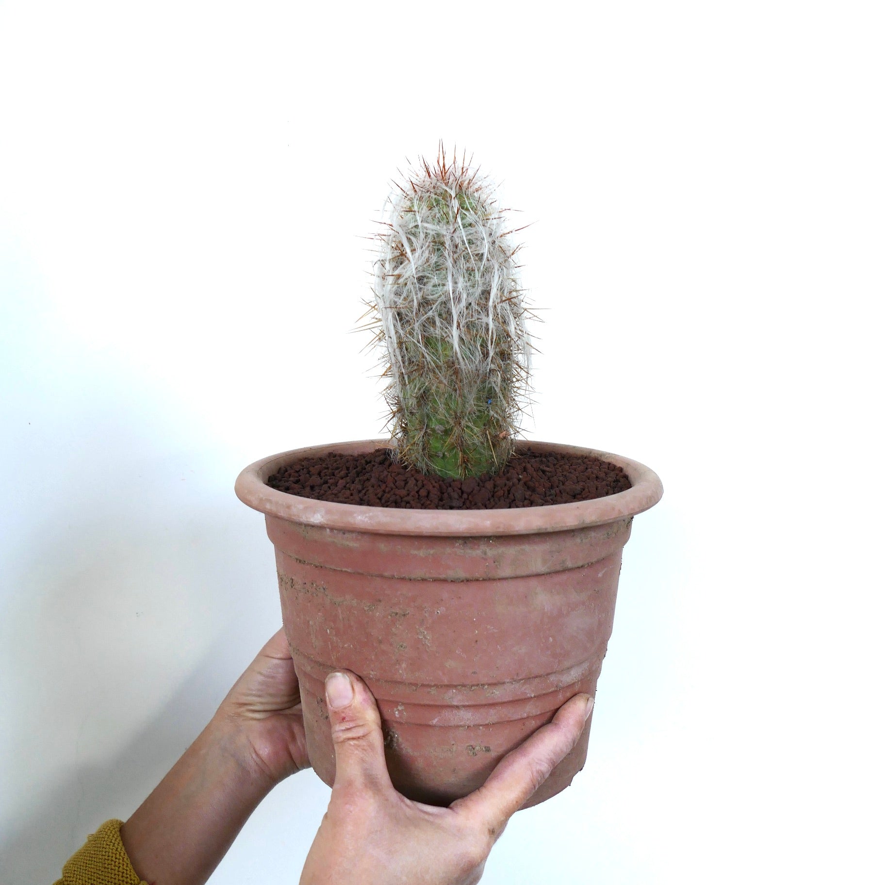 Oreocereus celsianus cactus with woolly white hairs and sharp brown spines in terracotta pot