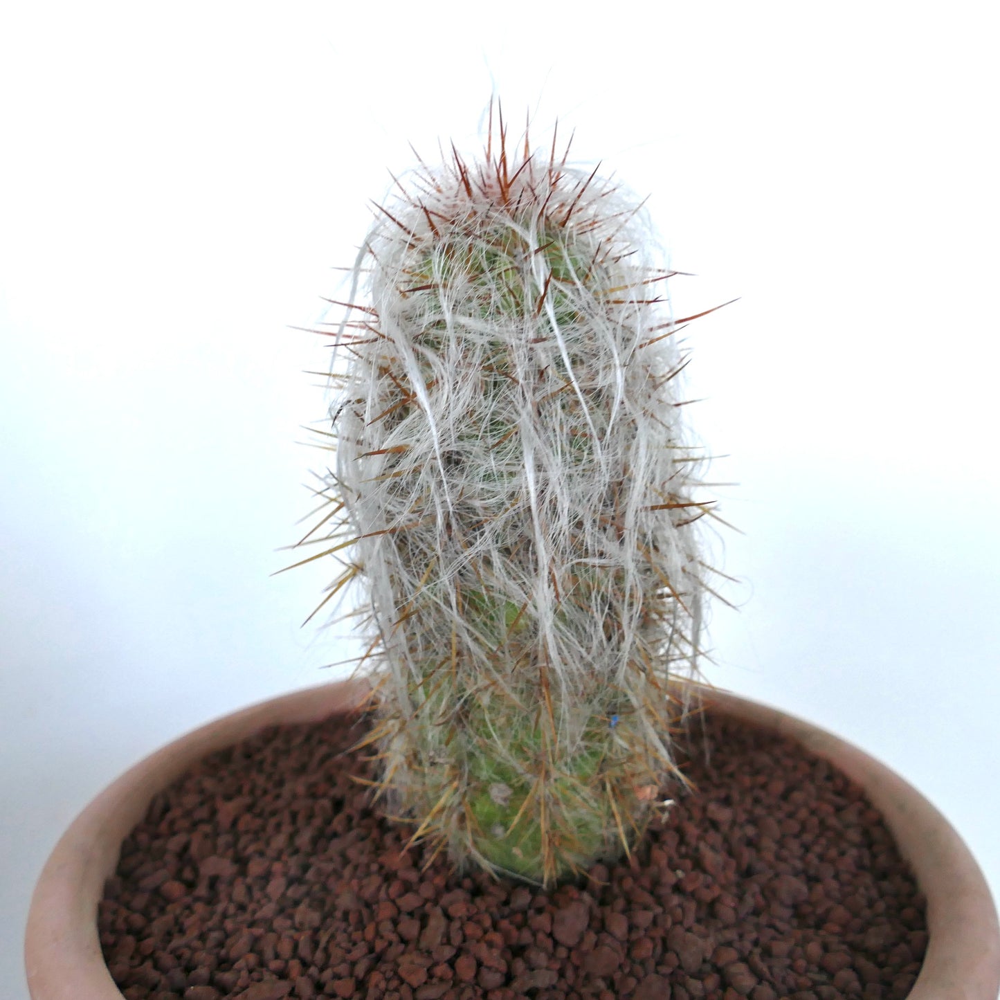 Oreocereus celsianus succulent cactus with dense white wool and sharp brown spines in pot