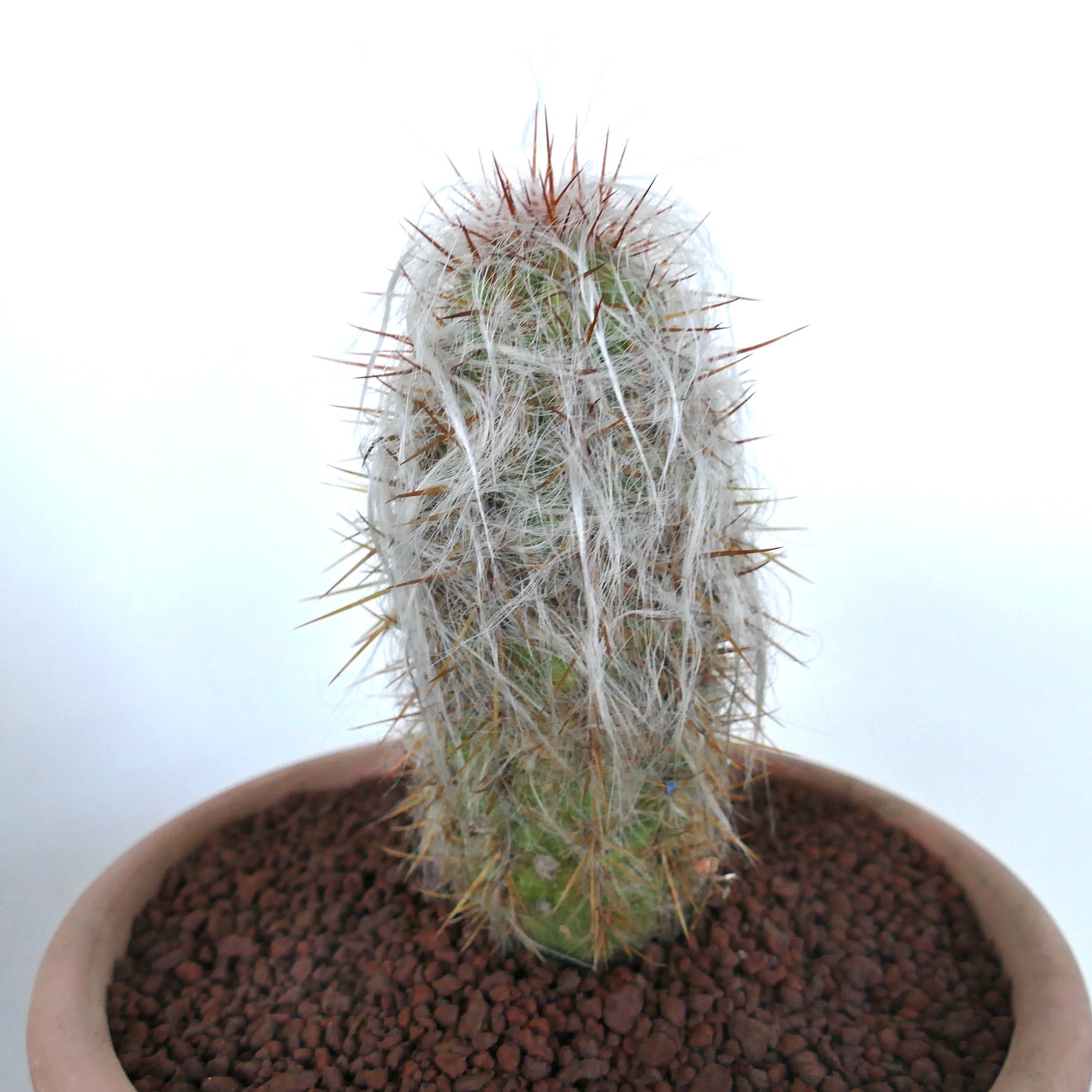 Oreocereus celsianus succulent cactus with dense white wool and sharp brown spines in pot