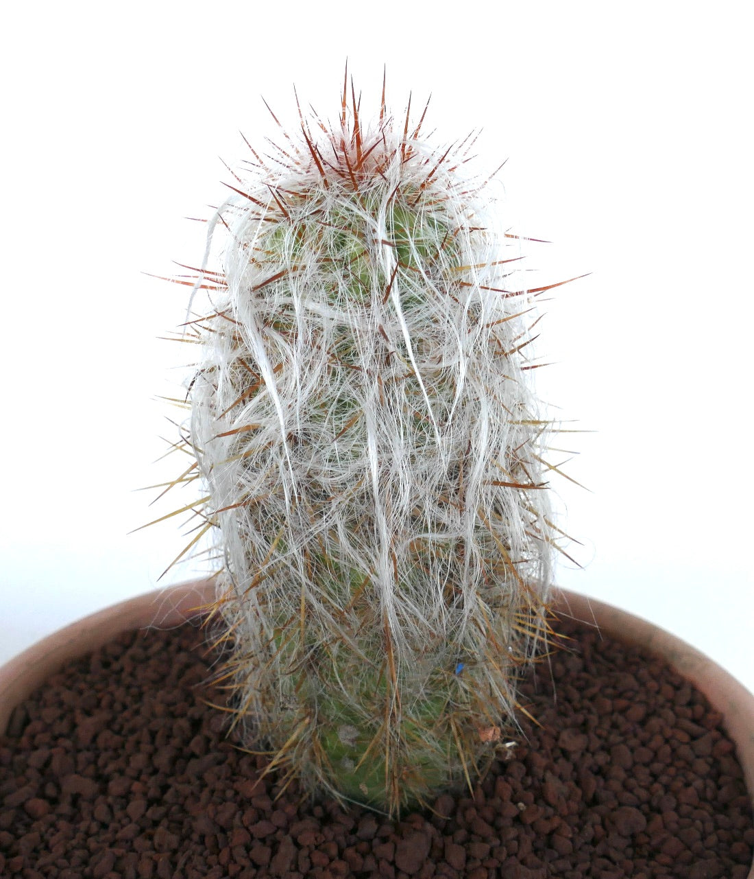 Oreocereus celsianus cactus with dense white woolly hairs and long reddish spines in pot