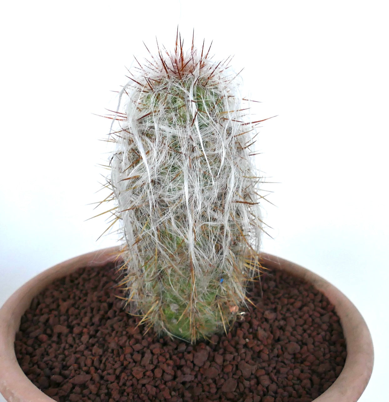 Oreocereus celsianus succulent cactus with dense white wool and long reddish spines in pot
