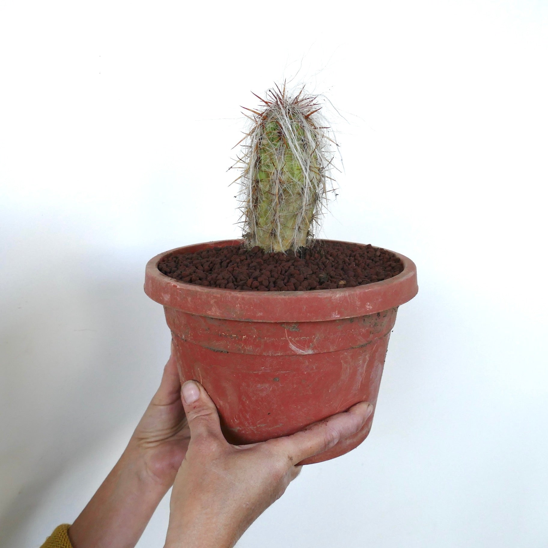 Oreocereus celsianus small cactus with dense white wool and sharp reddish spines in terracotta pot