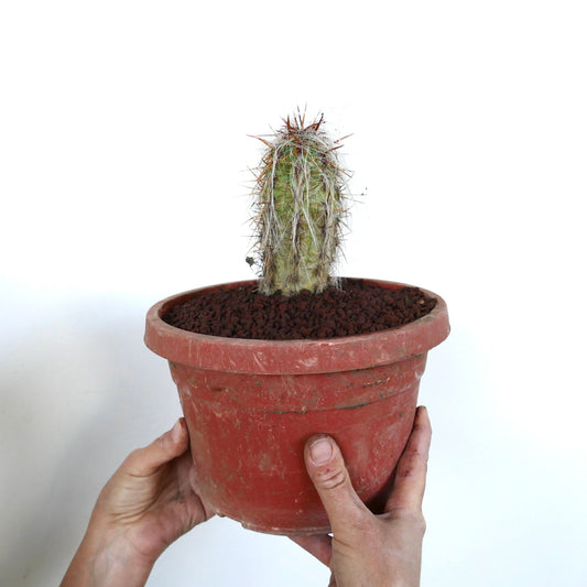 Oreocereus celsianus small cactus with dense white woolly spines in terracotta pot