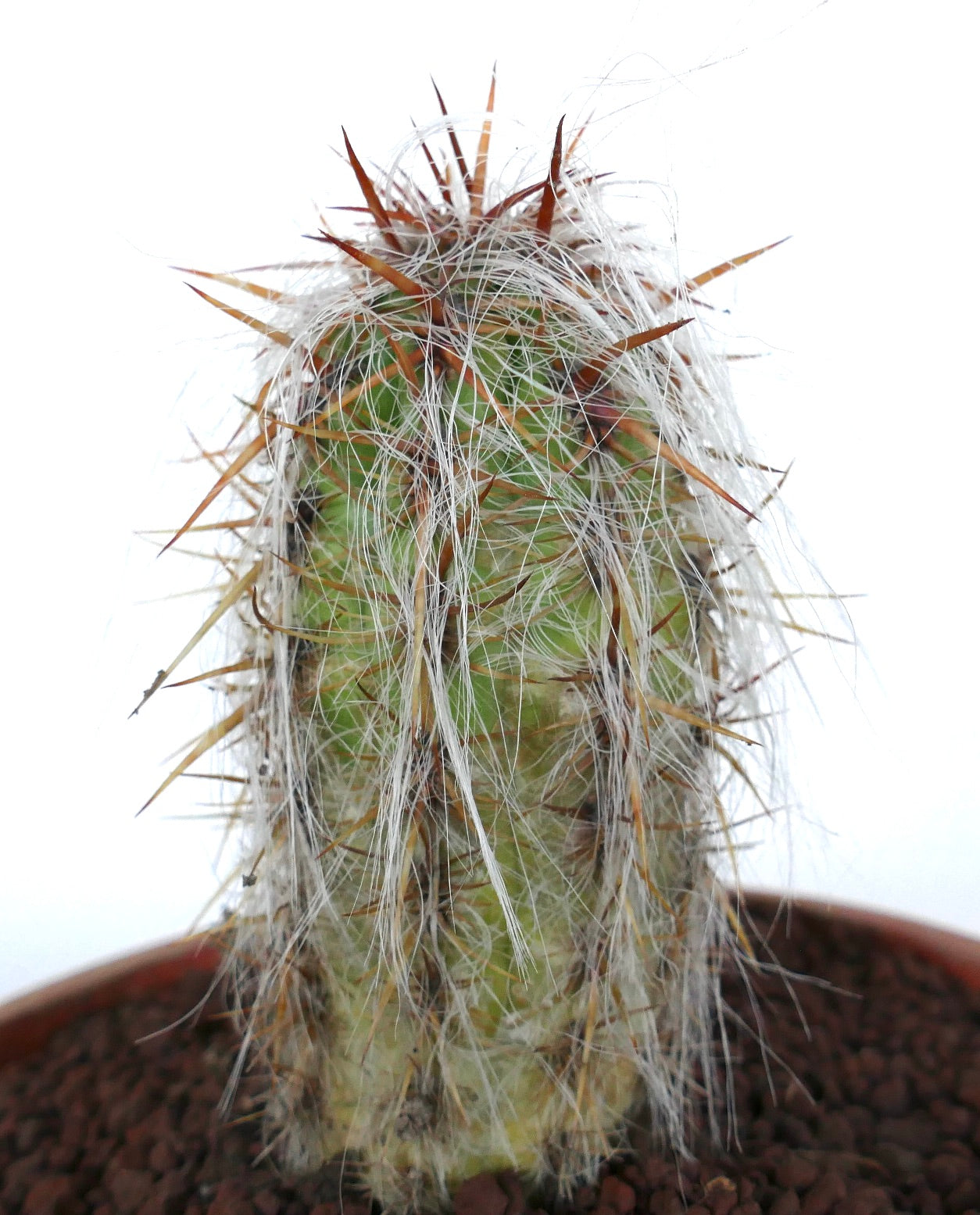 Oreocereus celsianus succulent cactus with dense white hair-like spines and long brown thorns