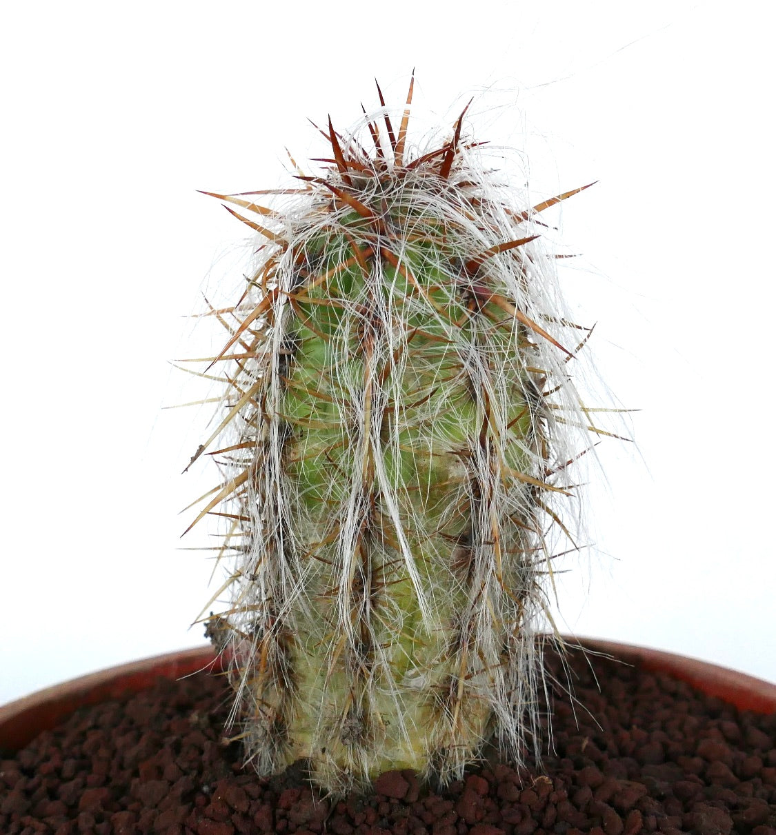 Oreocereus celsianus succulent cactus with dense white hair and long reddish spines in pot