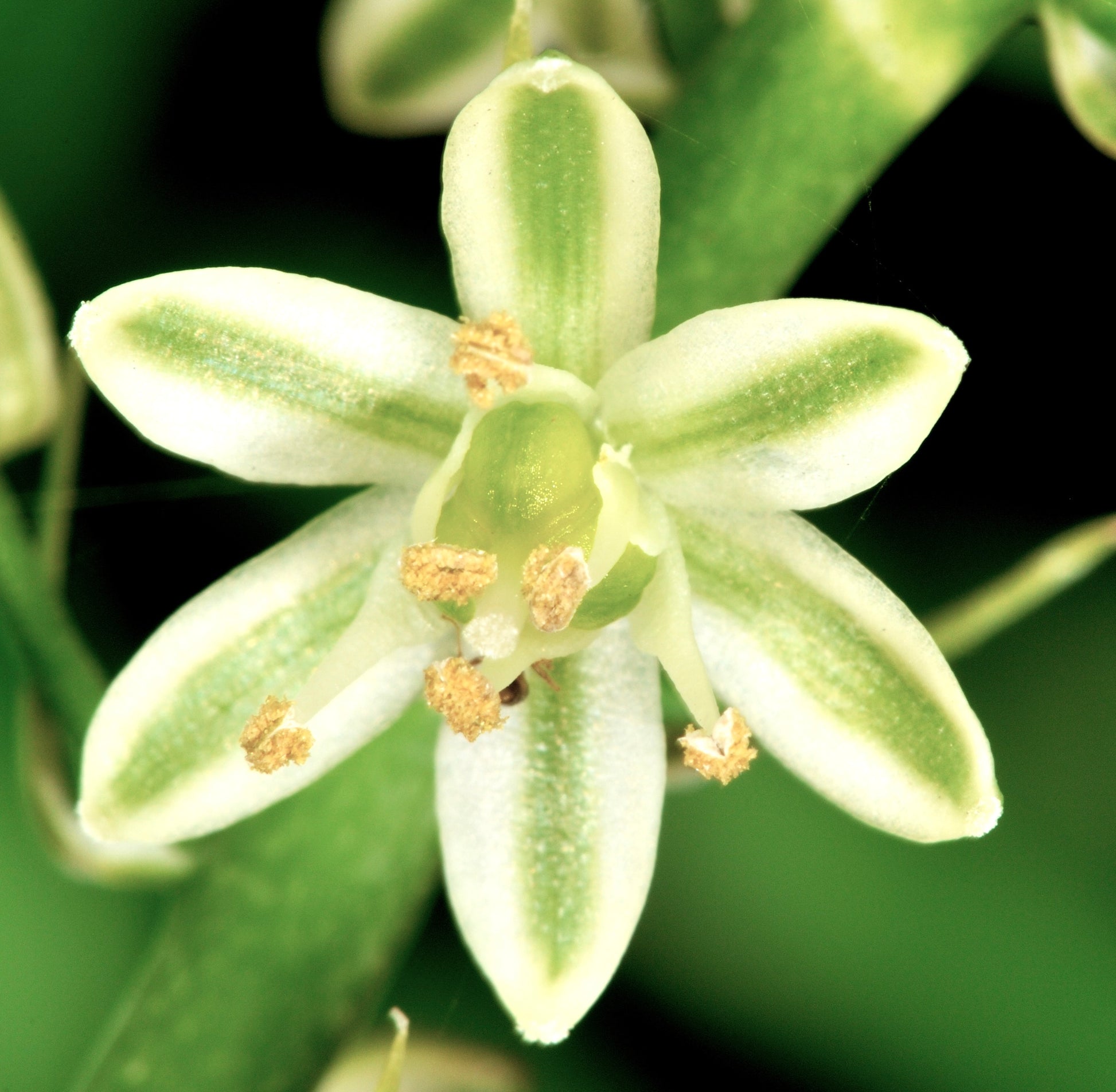 Ornithogalum caudatum stervormige witgroen gestreepte bloem met gele meeldraden close-up