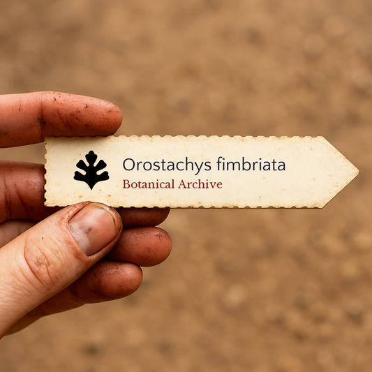 Orostachys fimbriata ZADEN