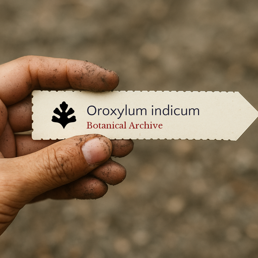 Printed plant label for Oroxylum indicum held by dirty hand outdoors