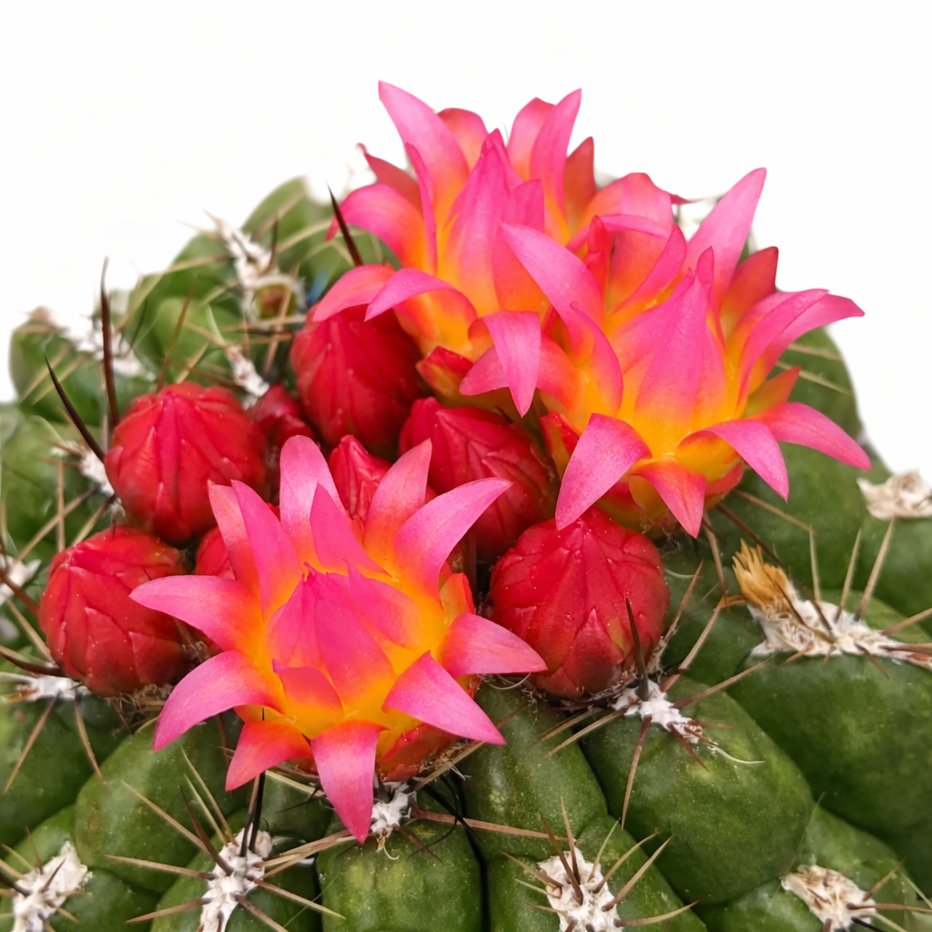 Oroya peruviana-cactus met levendige roze en gele bloemen en scherpe stekels van dichtbij