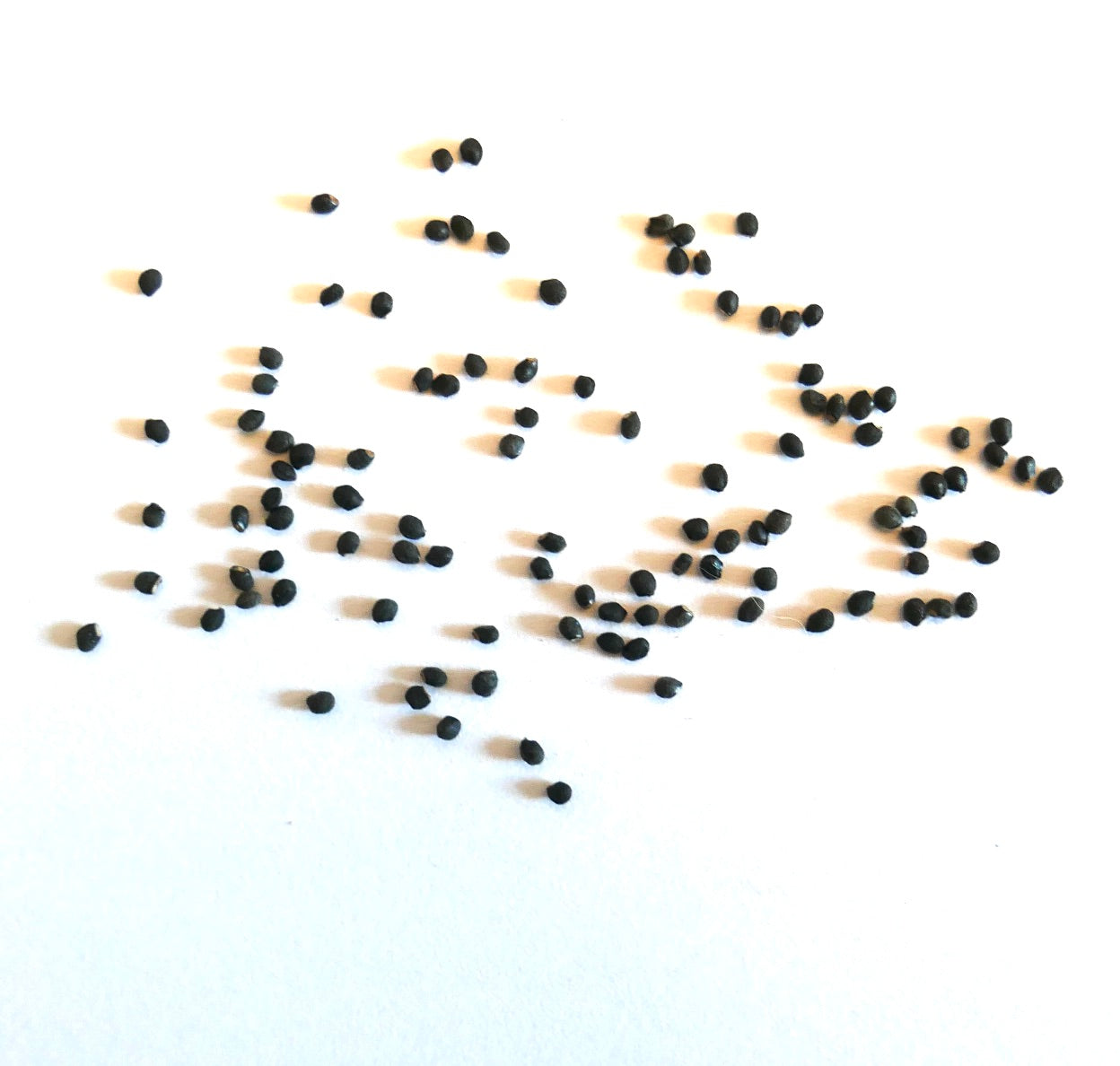 Oroya peruviana kleine zwarte zaden verspreid op een witte achtergrond voor het planten