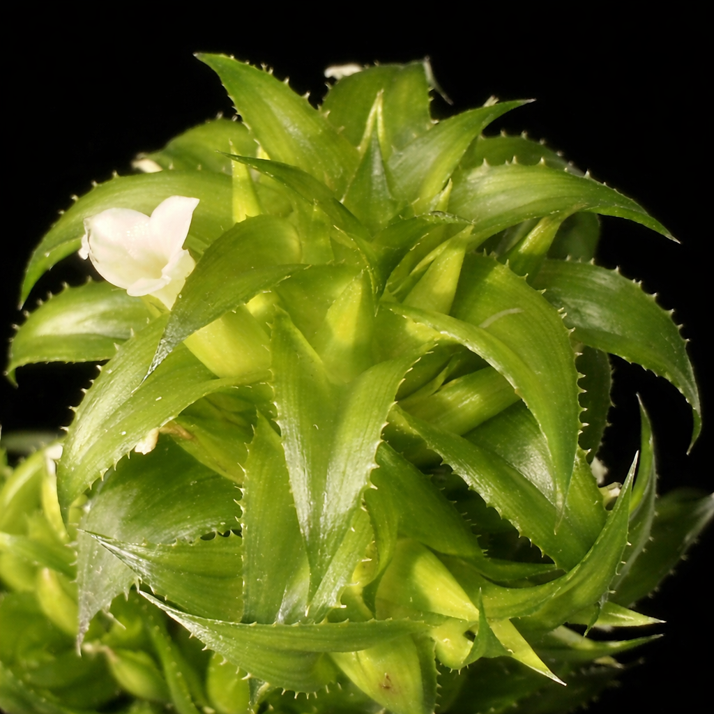 Orthophytum guerkenii vetplant met stekelige groene bladeren en kleine witte bloemen