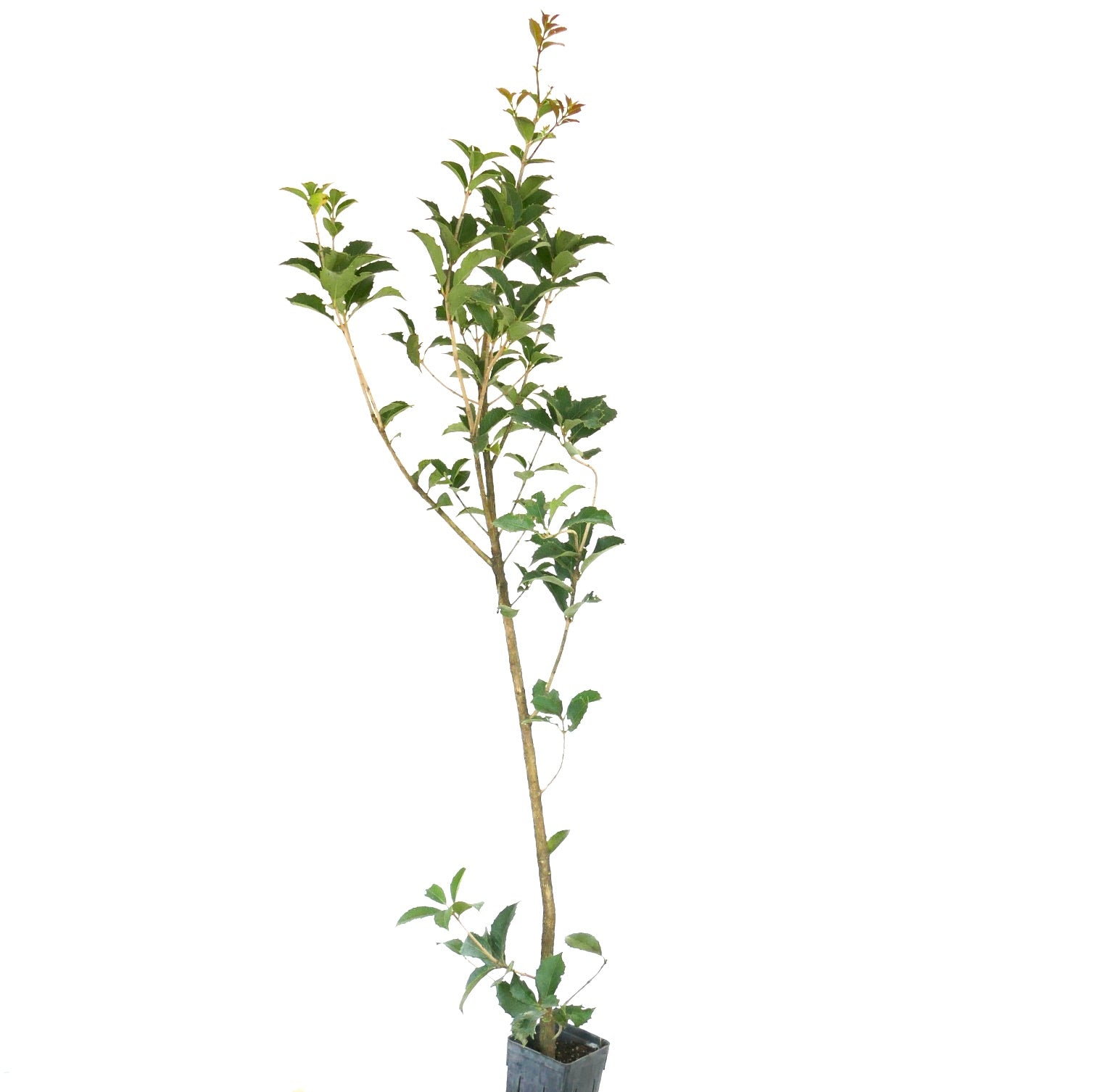 Osmanthus aquifolium | Ideal fr Aromagrten | Falsche Stechpalme