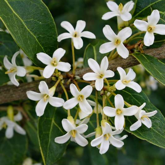 Osmanthus fragrans cv MINRIX