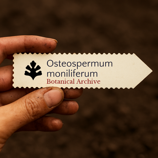 Printed plant label for Osteospermum moniliferum with botanical archive logo held by hand