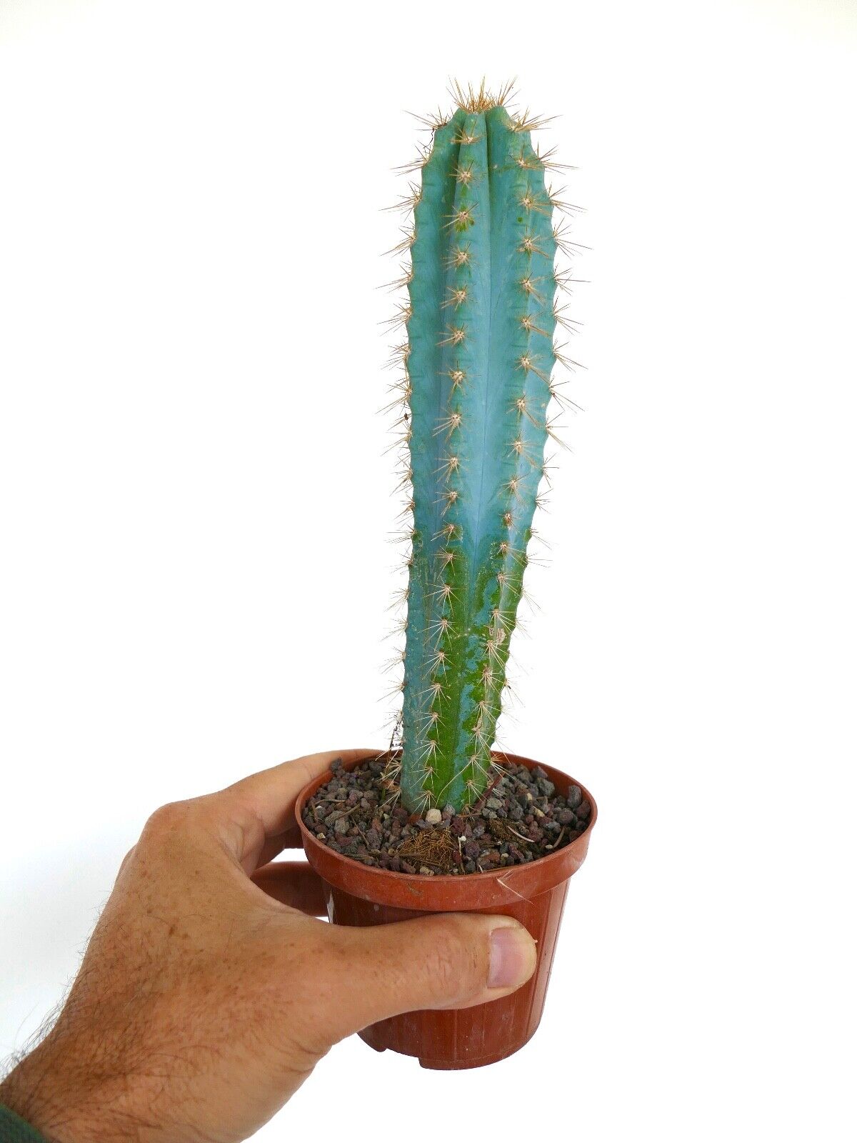 Pilosocereus azureus H7