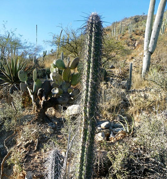 Pachycereus hollianus ‘Blanco’ SEEDS