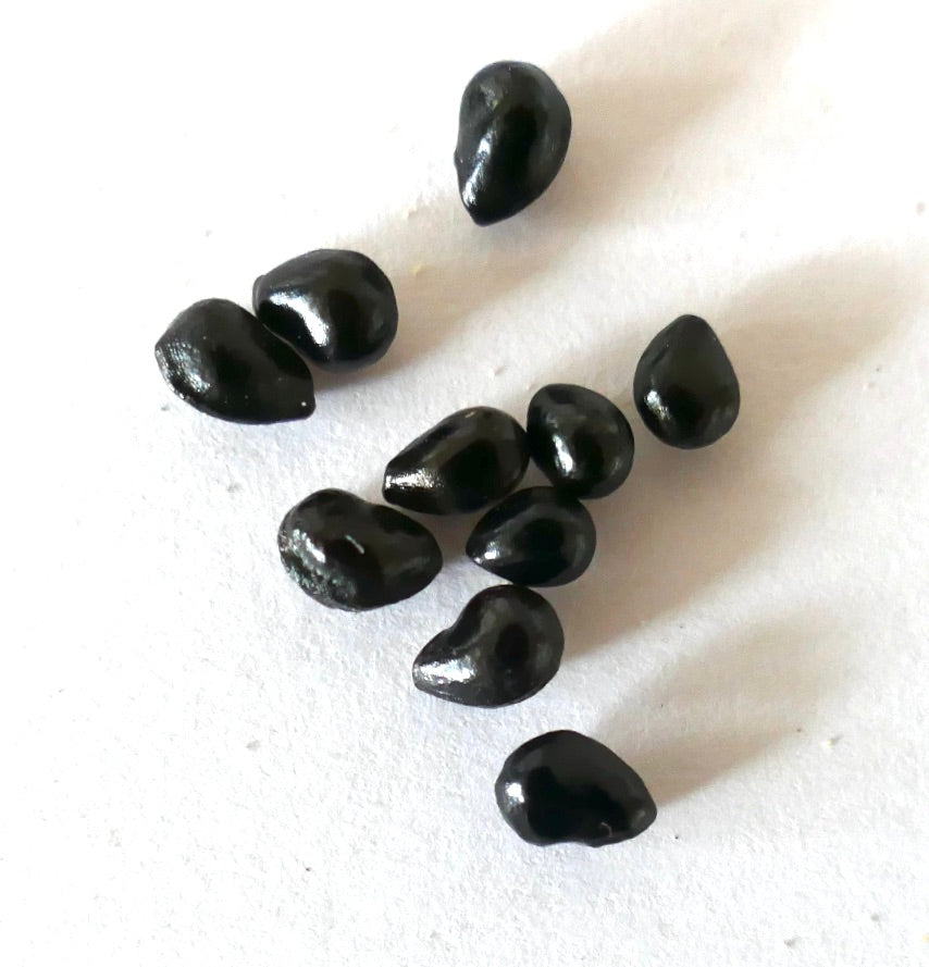 بذور صبار باتشي سيريوس بيكتين-أبورجينوم السوداء اللامعة على خلفية بيضاء