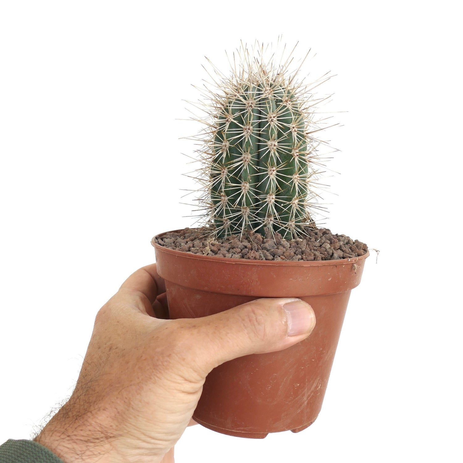 ปาชิเซเรอัส พริงเกลี กระบองเพชรสีเขียวขนาดเล็กพร้อมหนามสีขาวยาวในกระถางดินเผาถือโดยมือ