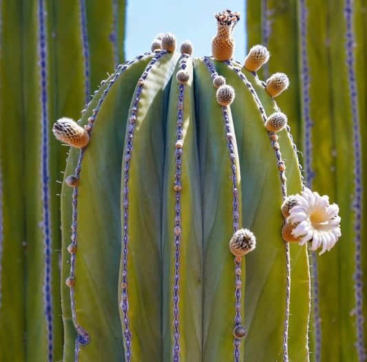 Pachycereus pringlei hoge cactus met geribbelde groene stengels en witte bloeiende bloem