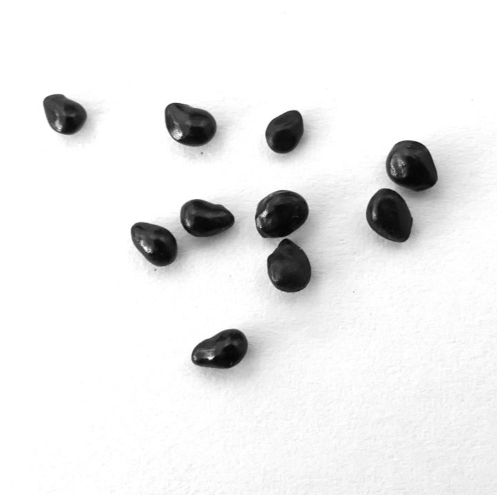 Graines de cactus Pachycereus pringlei petite collection de graines brillantes noires de plantes succulentes