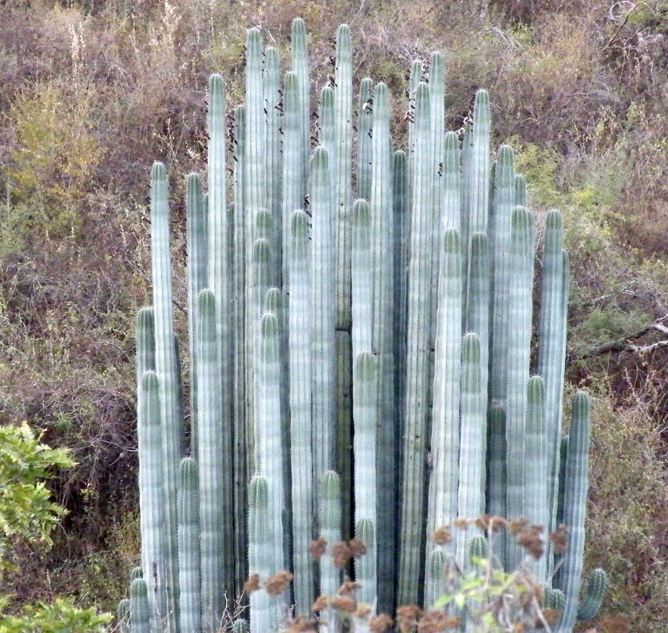 Pachycereus weberi SEEDS