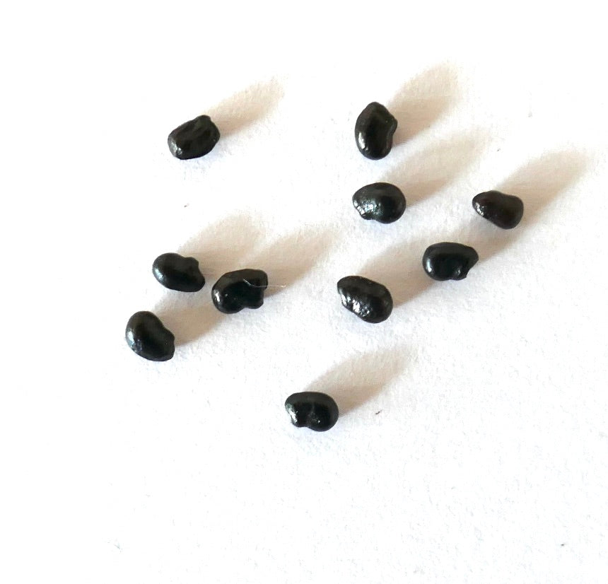 Pachycereus weberi small glossy black cactus seeds on white background