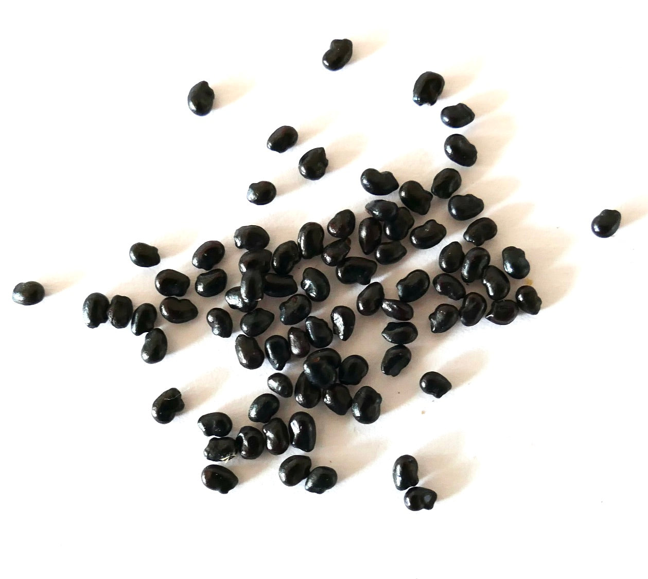 Pachycereus weberi shiny black cactus seeds for succulent plant propagation