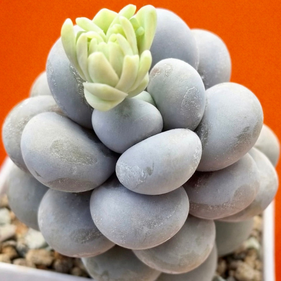 Succulenta Pachyphytum oviferum con foglie carnose grigio-blu e piccole nuove crescite verdi