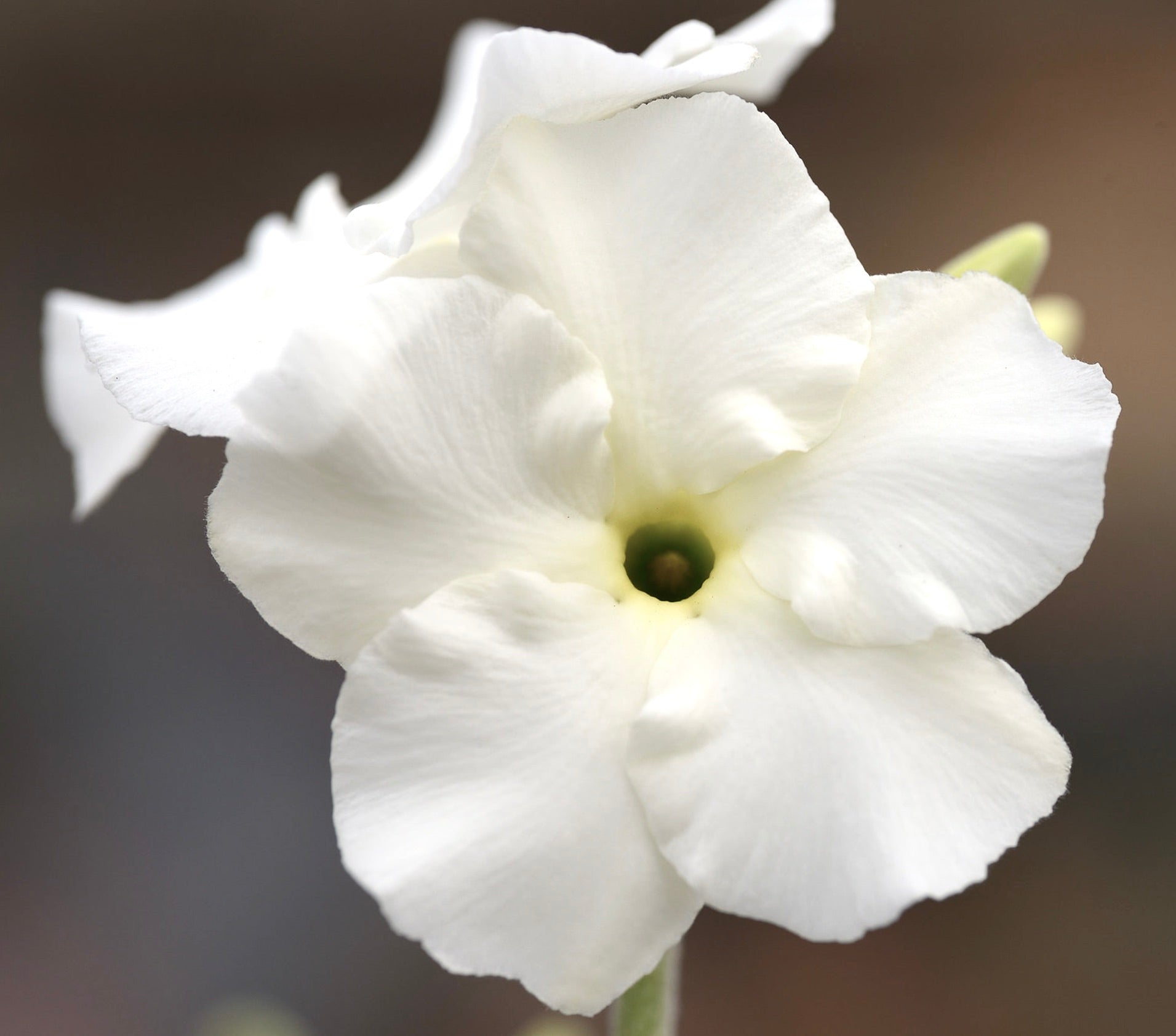 Pachypodium eburneum white delicate flower with soft petals and green center close-up