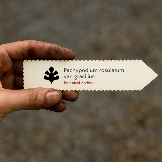 เมล็ดพันธุ์ ปาคิปโดเดียม โรซูลาทัม วาร์. แกรซิเลียส