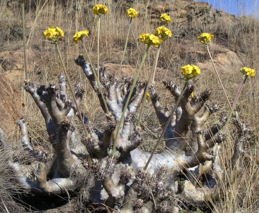 Pachypodium densiflorum SEEDS