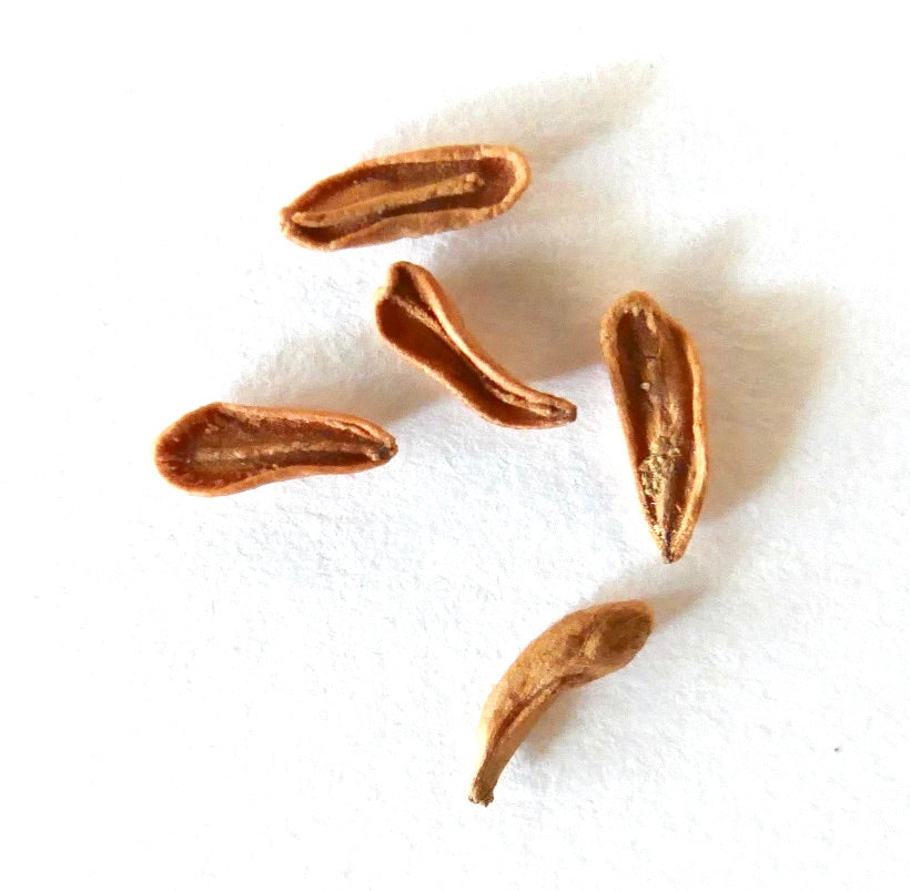 Semi allungati marroni di Pachypodium densiflorum con superficie strutturata, primo piano