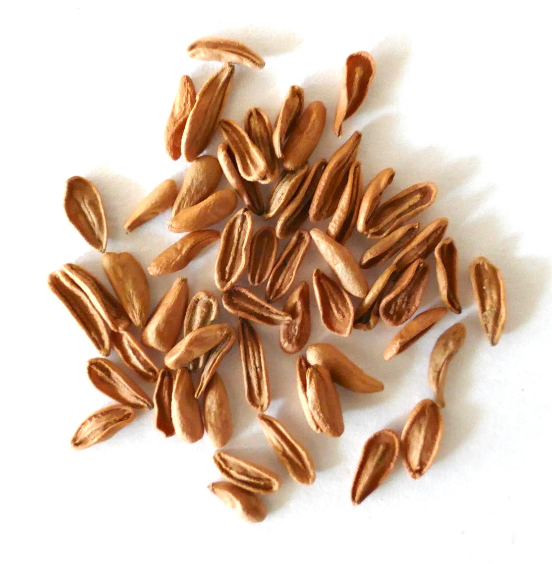 Semi di pianta succulenta allungata marrone Pachypodium densiflorum, primo piano su sfondo bianco