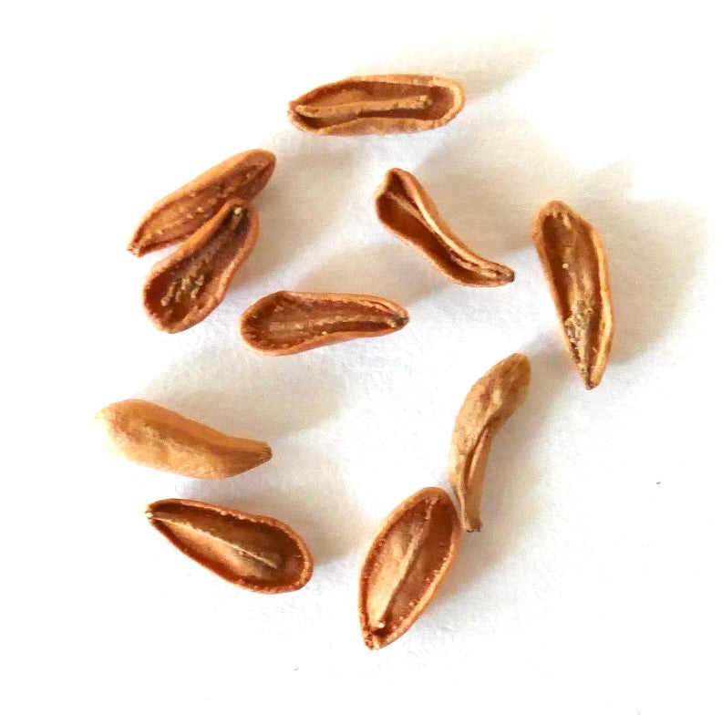 Semi di pianta succulenta allungata marrone Pachypodium densiflorum in primo piano su sfondo bianco