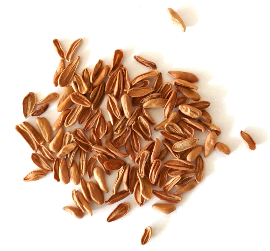 Semi allungati marroni di Pachypodium densiflorum per la propagazione di piante succulente