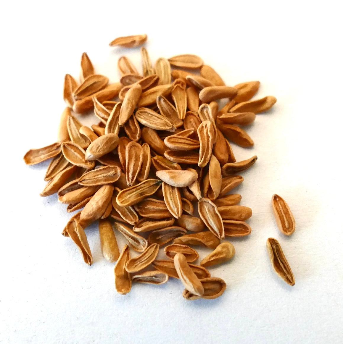 Semi di Pachypodium eburneum secchi marroni allungati materiale raro per la propagazione di piante grasse succulente