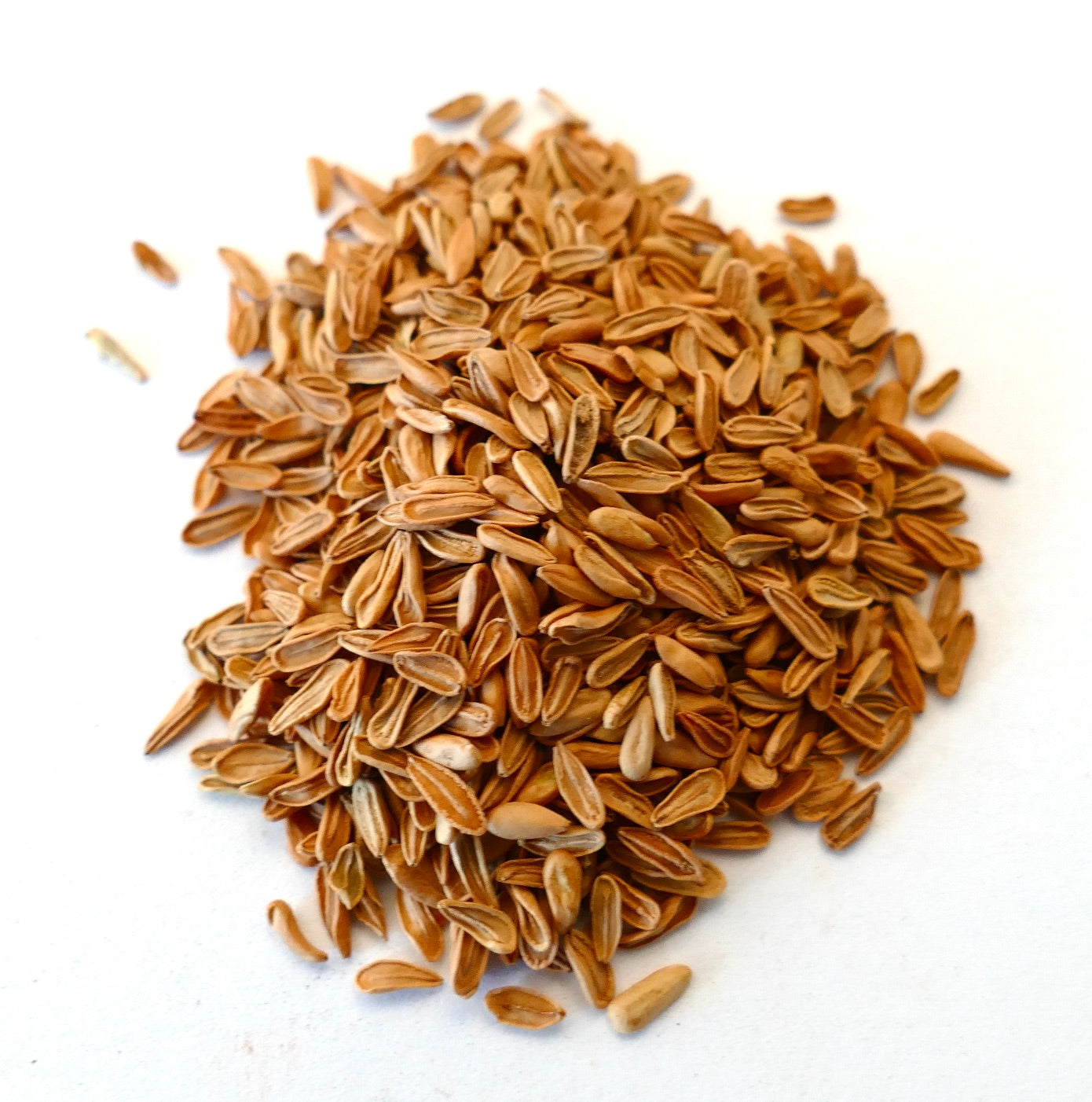 Semi di pianta succulenta allungata marrone di Pachypodium eburneum, primo piano su sfondo bianco