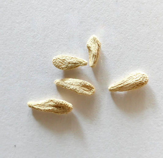 Pachypodium geayi SEEDS