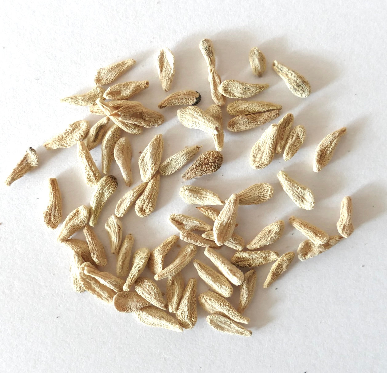 Semi beige testurizzati di Pachypodium geayi per la propagazione di piante succulente rare