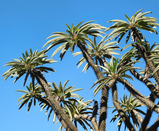 Pachypodium lamerei SEEDS