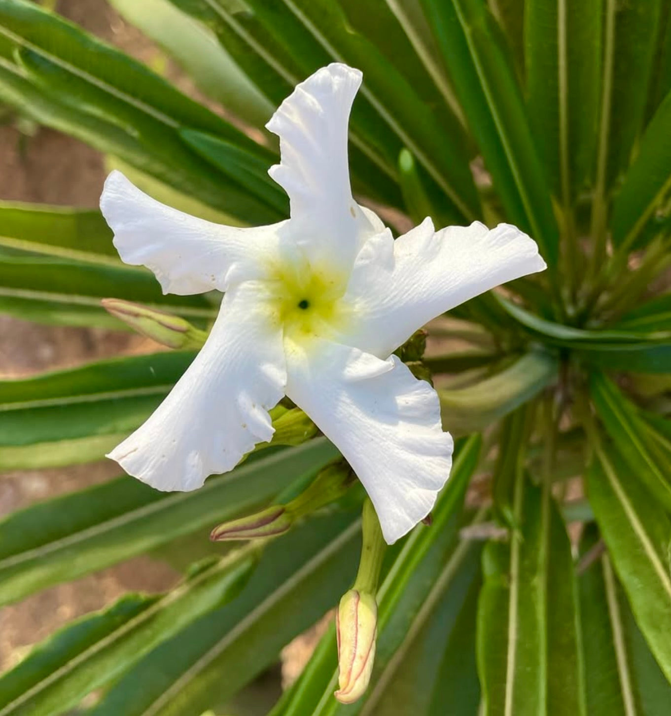 Fiore bianco a forma di stella di Pachypodium lamerei con foglie allungate verdi pianta succulenta