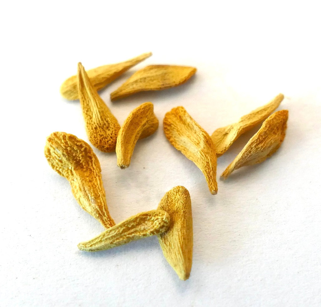 Semi di Pachypodium lamerei con aspetto testurizzato, allungato, secco e di colore marrone-giallo